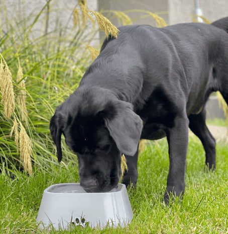 Oshcart™ Anti-Splash Pet Waterer - Spill-Proof Hydration