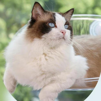 Oshcart™ Transparent Cat Basket - Perfect Perch for Cats