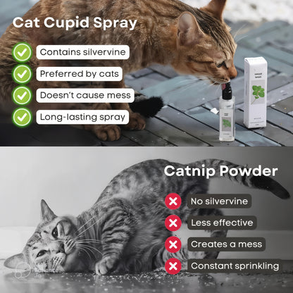 Boost Energy & Calm Your Cat