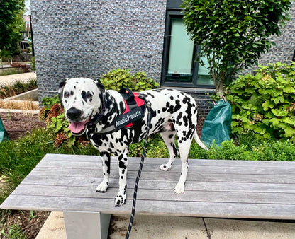 OshCart™ Personalized Dog Harness