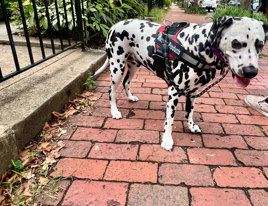 OshCart™ Personalized Dog Harness