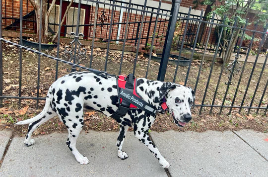 OshCart™ Personalized Dog Harness