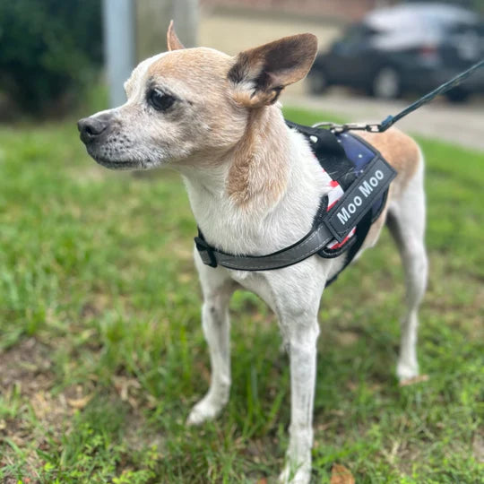 OshCart™ Personalized Dog Harness